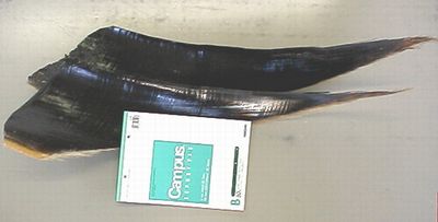 �C���V�~�̃q�Q